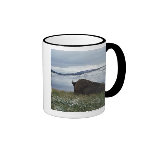 Bison Resting By Yellowstone River With Snow On Mugs