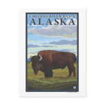 Bison Scene - Chitina River Basin, Alaska Postcards