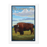 Bison Scene - West Yellowstone, Montana Postcards