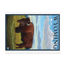 Bison Scene - Wyoming Postcards