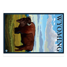 Bison Scene - Wyoming Postcards