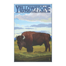 Bison Scene - Yellowstone National Park Gallery Wrap Canvas