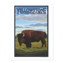 Bison Scene - Yellowstone National Park postcards