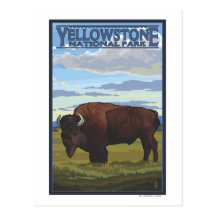 Bison Scene - Yellowstone National Park Post Card