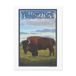 Bison Scene - Yellowstone National Park Post Card