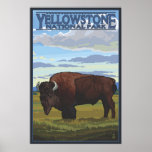 Bison Scene - Yellowstone National Park Print at Zazzle