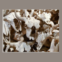Bison skulls postcards