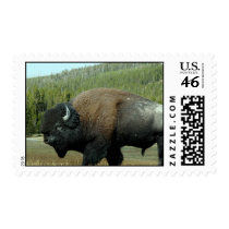 Bison  Stamp