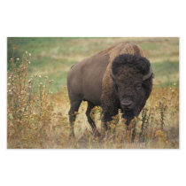 Bison Custom Stationery