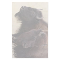 bison stationery paper