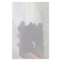bison custom stationery