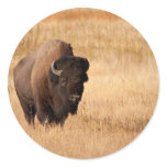 Bison Round Sticker