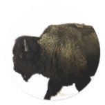 bison stickers