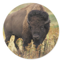 Bison Sticker