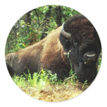 Bison Round Sticker