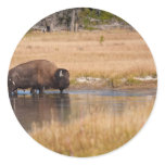 Bison Sticker