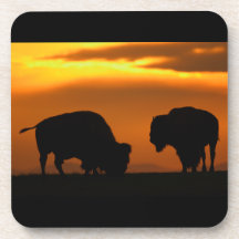bison sunset beverage coasters
