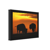 bison sunset canvas print