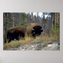 Bison, Upper Geyser Basin, Yellowstone National Pa Print