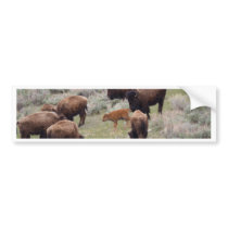 Bisons and Calf Bumper Sticker