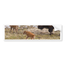 Bisons and calf bumper sticker
