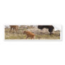 Bisons and calf bumper sticker