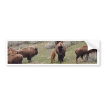 Bisons and Calf Bumper Stickers