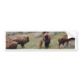 Bisons and Calf Bumper Stickers