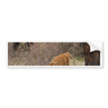 Bisons and Calf Bumper Stickers