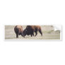 Bisons Play Fighting Bumper Sticker
