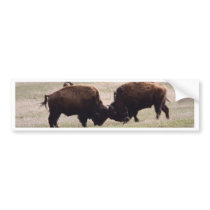 Bisons Play Fighting Bumper Stickers