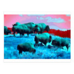 Bisons Post Card