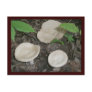 Bisquit Mushrooms Postcard