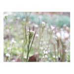 Bittercress Weed Going To Seed print