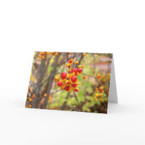 Bittersweet Berries cards