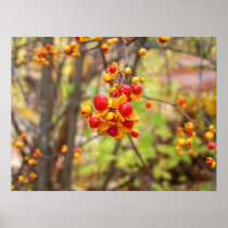 Bittersweet Berries Print