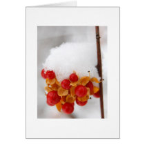 Bittersweet in Snow Card