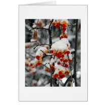 Bittersweet in Snow Card