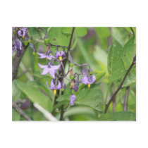 Bittersweet Nightshade Postcard