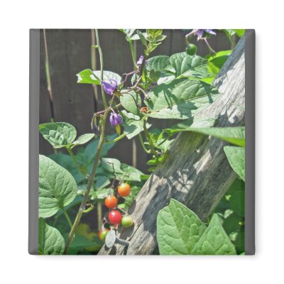 Bittersweet nightshade (Solanum dulcamara)  Magnet by CarolsCamera