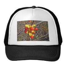 Bittersweet Vine Berries Items Hats