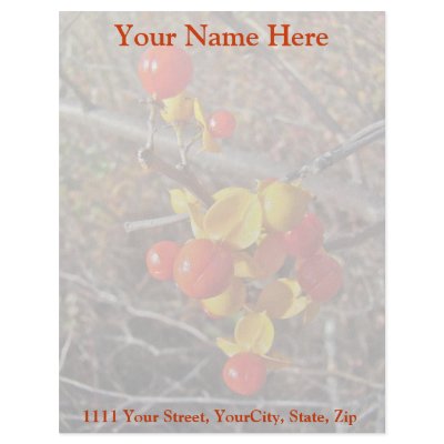 Bittersweet Vine Berries Items Letterhead Design by CarolsCamera