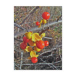 Bittersweet Vine Berries Items Postcards