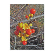 Bittersweet Vine Berries Items Postcards