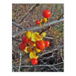 Bittersweet Vine Berries Items Postcards