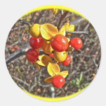 Bittersweet Vine Berries Items Round Stickers