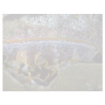 Bivalve from Papua, New Guinea Letterhead Template