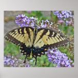 BL- Yellow Butterfly Poster posters