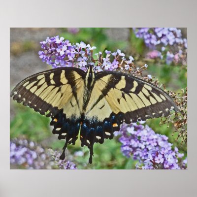 BL- Yellow Butterfly Poster by inspirationrocks