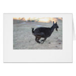 Black alpine goat doe running away to right card